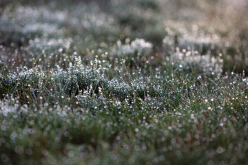 Grass covered with big dew drops in the morning