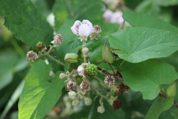 branch of a tree with flowers