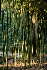 Fototapeta na wymiar nature, ecology, environment concept - view of bamboo forest