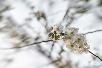 White cherry blossoms on a branch.