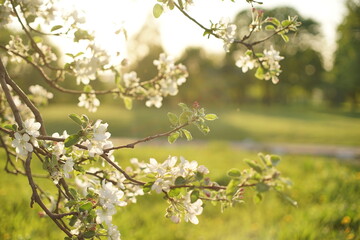 Blooming spring tree in a city park