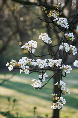 White pear flowers on a branch.