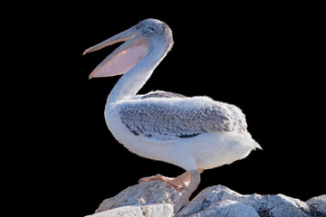 Pelican Chick at Queen Bess Island Rookery off the Coast of Louisiana