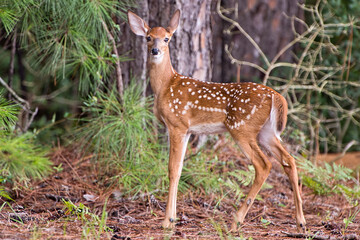 Naklejka na ściany i meble Fawn in Alert Position in Forest in Central Louisiana