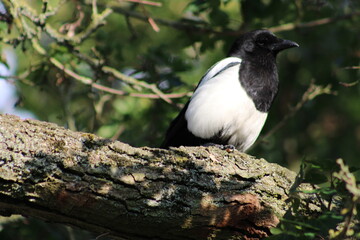 magpie on branch