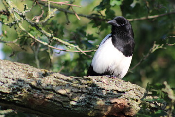 magpie on branch