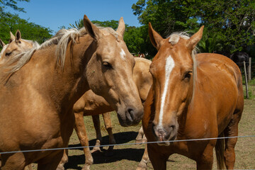 Obraz premium Close-up of the head of two creole horses on the day of the tradition in San Antonio de Areco, Argentina.
