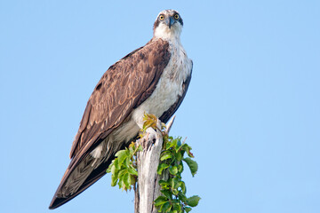 Osprey Perched on Leafy Branch Against Blue Sky