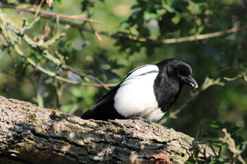 magpie on branch