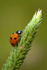 Spotted Ladybug Climbing on Stalk of Wild Grass in Louisiana