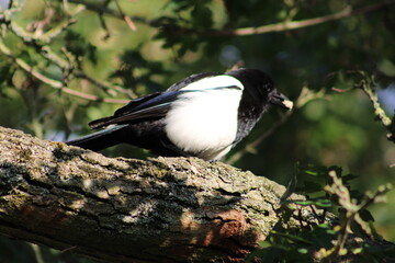 magpie on branch