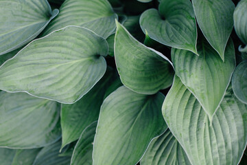 Obraz premium green leaves background