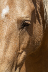 Close-up of the eye of a Creole horse on the day of tradition in San Antonio de Areco, Argentina.