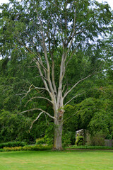Botanischer Garten Gütersloh, Park, großer Baum