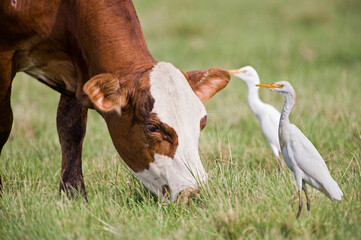 Cattle Egrets and Grazing Cow in Rural Louisiana