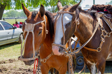 Obraz premium Close-up of the head of two creole horses with the bridle ready on the day of the tradition in San Antonio de Areco, Argentina.