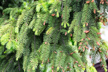 New young green spruce branches. Horizontal orientation.