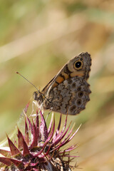 A Wall Brown Butterfly sitting on a thistle.