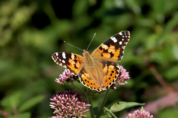 A Painted Lady Butterfly nectaring on small pink flowers.
