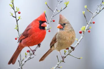 Fototapeten Red Bird or Northern Cardinal Mates Perched on Holly Branches  © Bonnie Taylor Barry 