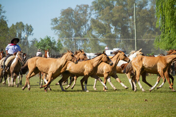 Gauchos galloping around the horse herds on the day of the tradition in San Antonio de Areco, Argentina.