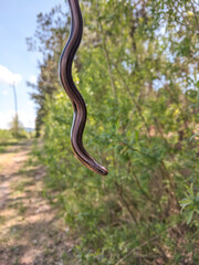 Slow worm or deaf adder in nature isolated.