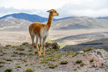Wildlife at the Chimborazo Wildlife Reserve in Ecuador