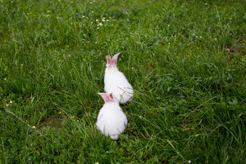 Pair of two domestic white rabbits walking on green grass freely.