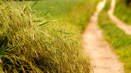 Polna droga z kwitnąca trawą na pierwszym tle.