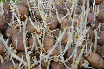 Potato with sprouts prepared for planting in the ground.