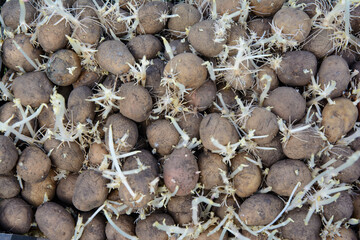 Potato with sprouts prepared for planting in the ground.