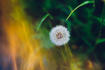 dandelion in the grass