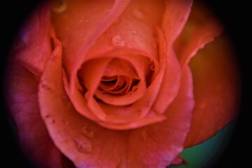 Pomarańczowa róża  © merko