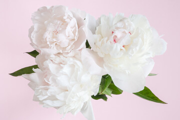 White peonies on a pink background. Flat lay.