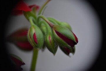 Pąki pelargoni © merko