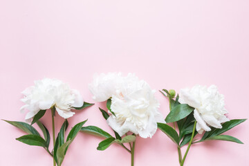 White peonies on a pink background. Copy space and flat lay.