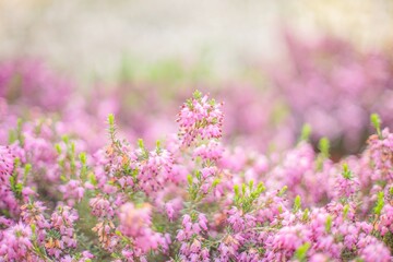 thyme heather flowers field