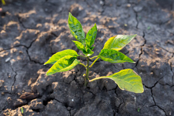 Young pepper plant in the soil