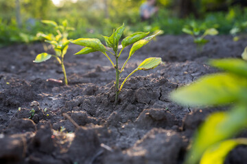 Young pepper plant in the garden. Sprout growing in the soil illuminated by direct light from the sun. Close up, soft focus.