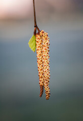 Male catkins on a birch twig.