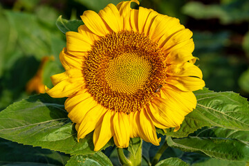 Sunflower head in the early morning in a field. Selective focus. 