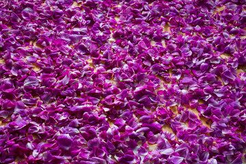 Full frame of fresh purple rose petals. Close up