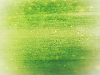 abstract green background