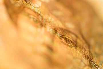 Macro detail of security features in the Norwegian 500 kroner banknote. The 500 bill (1999) portrays Sigrid Undset, Nobel Prize in literature in 1927.