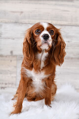 Portrait of a female Blenheim Cavalier King Charles Spaniel dog.