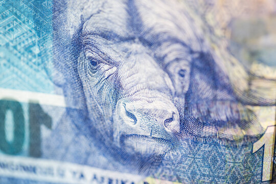 Horizontal macro detail of a cape buffalo on the reverse of a South African ZAR banknote with a denomination of 100 rand.