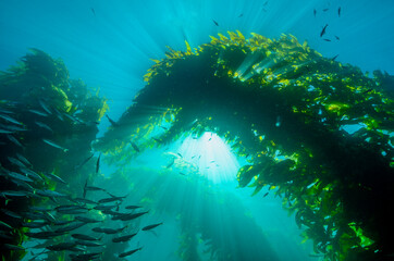 The Beauty of the Kelp Forest at Catalina Island in California