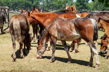 Group of gaucho horses tied to the fence while they wait for the riders to ride on the day of...