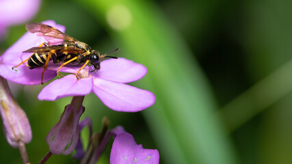 insecta, blume, bees, natur, fliege, makro, pink, green, sommer, badgered, 