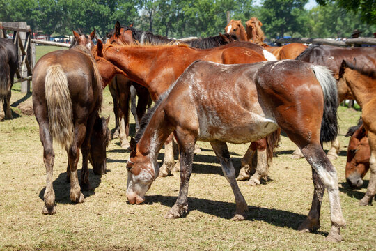 Group of gaucho horses tied to the fence while they wait for the riders to ride on the day of tradition in San Antonio de Areco, Argentina.